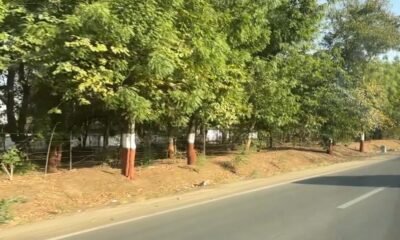 The Hidden Purpose Behind Painting Roadside Trees Red and White in India